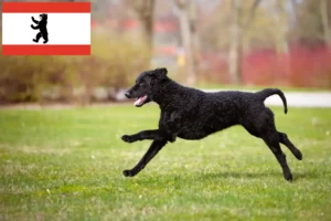 Read more about the article Curly Coated Retriever tenyésztők és kiskutyák Berlinben