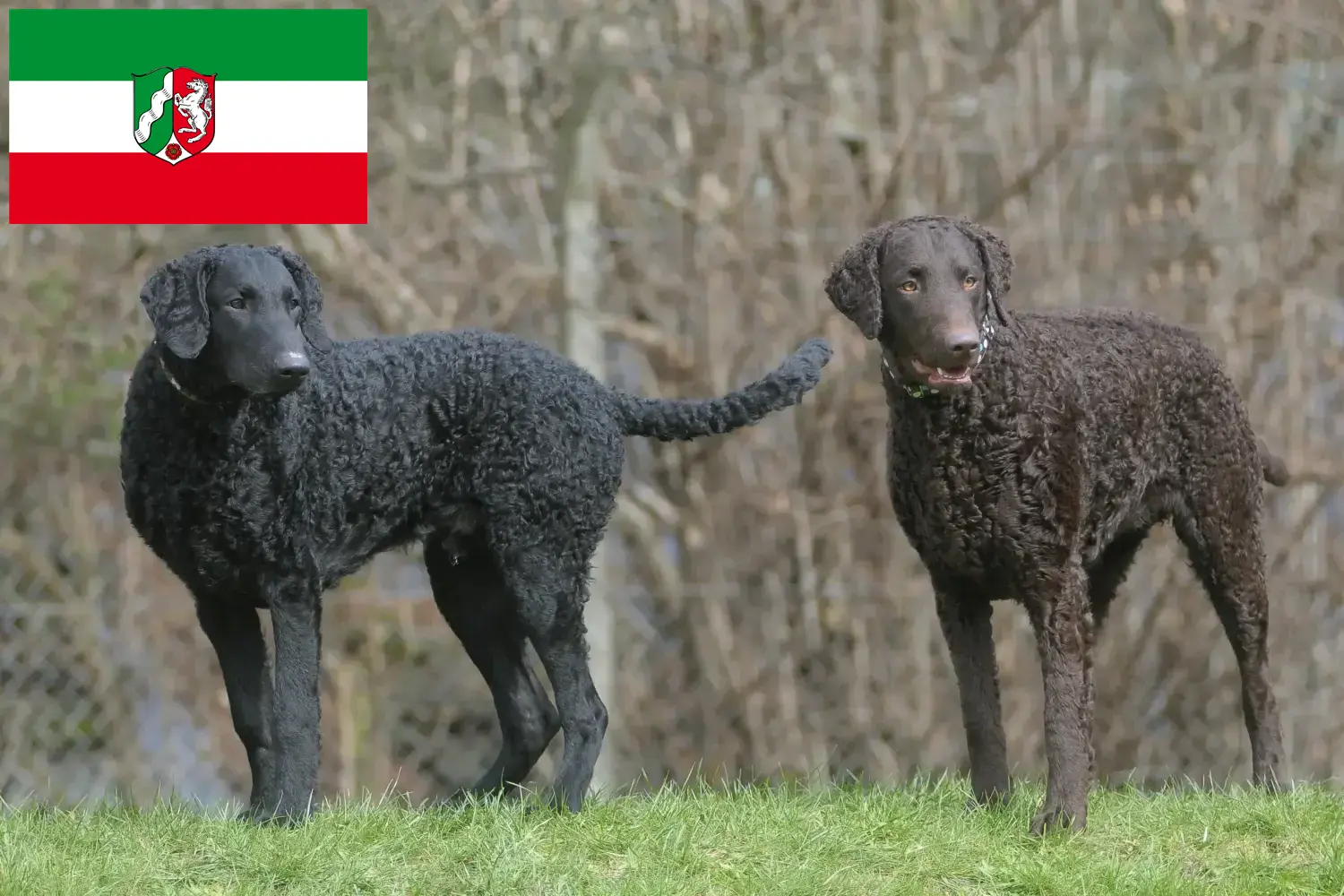 Read more about the article Curly Coated Retriever tenyésztők és kiskutyák Észak-Rajna-Vesztfália területén