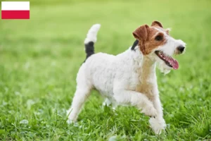 Read more about the article Foxterrier tenyésztők és kölykök Lengyelországban