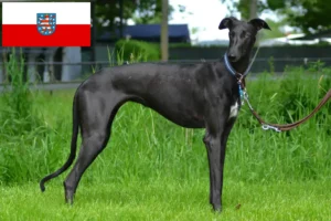 Read more about the article Galgo Espanol tenyésztők és kölykök Türingiában