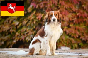 Read more about the article Holland Kooikerhondje tenyésztők és kiskutyák Alsó-Szászországban