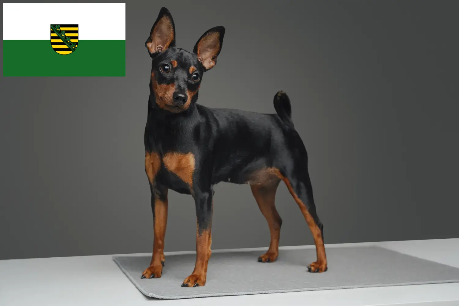 Read more about the article Miniatűr pinscher tenyésztők és kiskutyák Szászországban