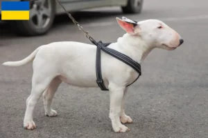 Read more about the article Miniature Bull Terrier tenyésztők és kölykök Ukrajnában