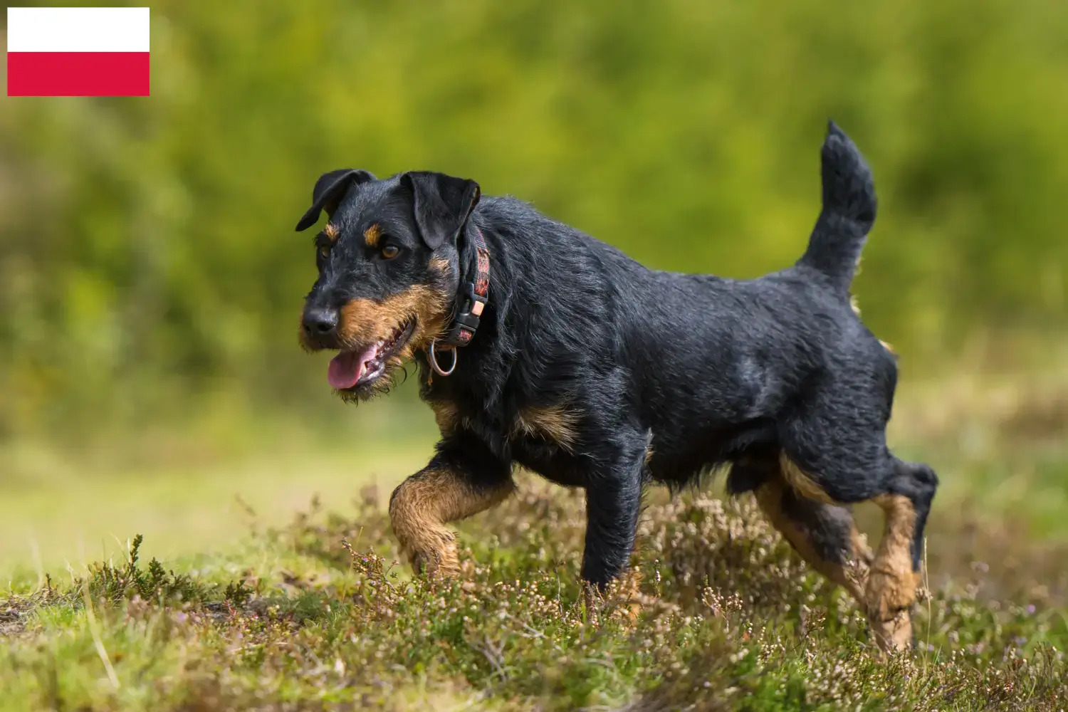 Read more about the article Német vadászterrier tenyésztő és kölykök Lengyelországban