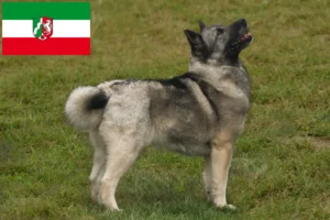 Read more about the article Norvég Buhund tenyésztők és kiskutyák Észak-Rajna-Vesztfália területén