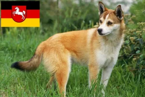 Read more about the article Norvég Lundehund tenyésztők és kölykök Alsó-Szászországban