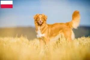 Read more about the article Nova Scotia Duck Tolling Retriever tenyésztők és kölykök Lengyelországban