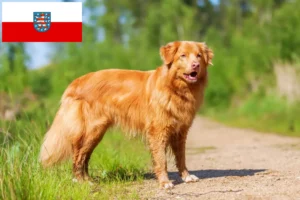 Read more about the article Nova Scotia Duck Tolling Retriever tenyésztők és kölykök Türingiában