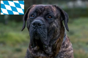 Read more about the article Presa Canario tenyésztők és kölykök Bajorországban