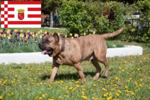 Read more about the article Presa Canario tenyésztők és kölykök Brémában