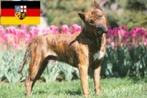 Read more about the article Presa Canario tenyésztők és kölykök Saarlandban