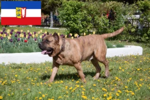 Read more about the article Presa Canario tenyésztők és kölykök Schleswig-Holstein tartományban