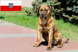 Read more about the article Presa Canario tenyésztők és kölykök Türingiában