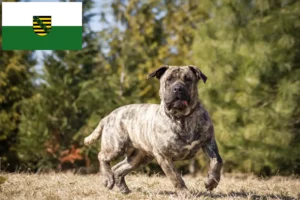 Read more about the article Presa Canario tenyésztők és kölykök Szászországban