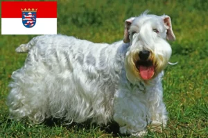 Read more about the article Sealyham terrier tenyésztők és kölykök Hessenben