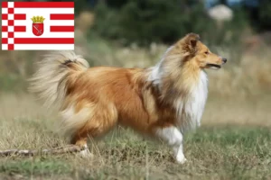 Read more about the article Sheltie tenyésztők és kölykök Bréma-ban