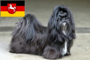 Read more about the article Shih Tzu tenyésztők és kiskutyák Alsó-Szászországban