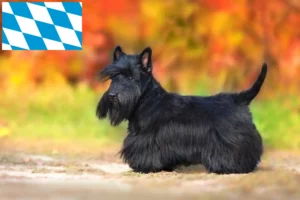 Read more about the article Skót terrier tenyésztők és kiskutyák Bajorországban