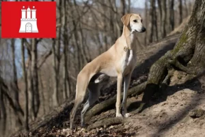 Read more about the article Sloughi tenyésztők és kölykök Hamburgban