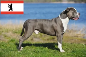 Read more about the article Staffordshire Bullterrier tenyésztők és kölykök Berlinben