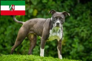 Read more about the article Staffordshire Bullterrier tenyésztők és kölykök Észak-Rajna-Vesztfália területén