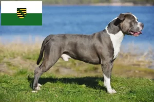 Read more about the article Staffordshire Bullterrier tenyésztők és kölykök Szászországban