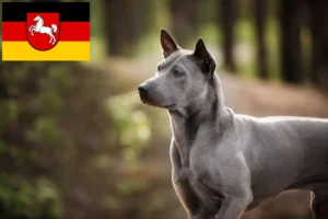 Read more about the article Thai Ridgeback tenyésztők és kölykök Alsó-Szászországban