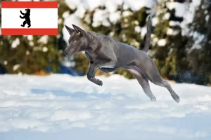 Read more about the article Thai Ridgeback tenyésztő és kölykök Berlinben