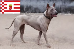 Read more about the article Thai Ridgeback tenyésztő és kölykök Brémában