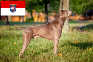 Read more about the article Thai Ridgeback tenyésztők és kölykök Hessenben