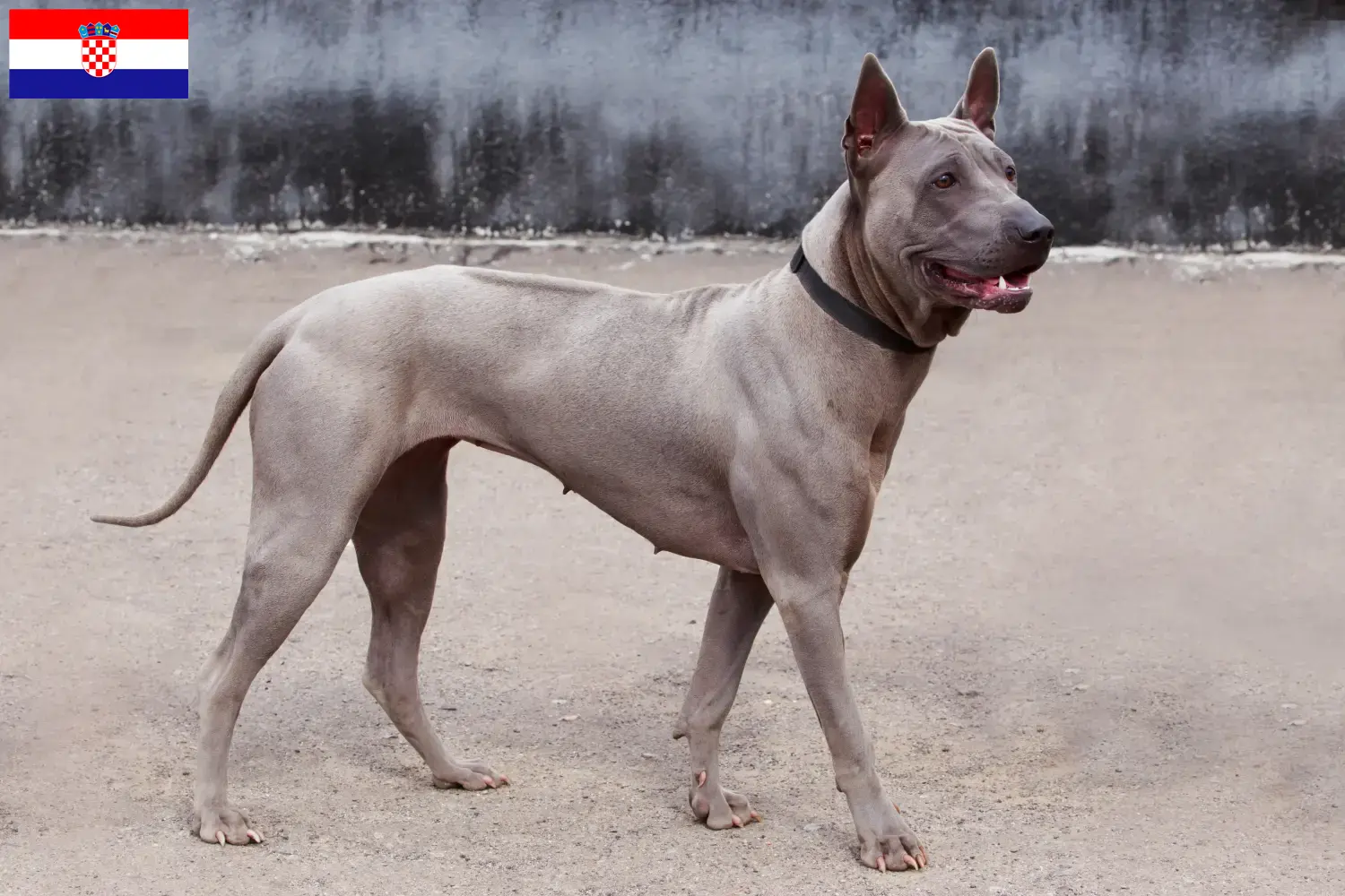 Read more about the article Thai Ridgeback tenyésztők és kiskutyák Horvátországban