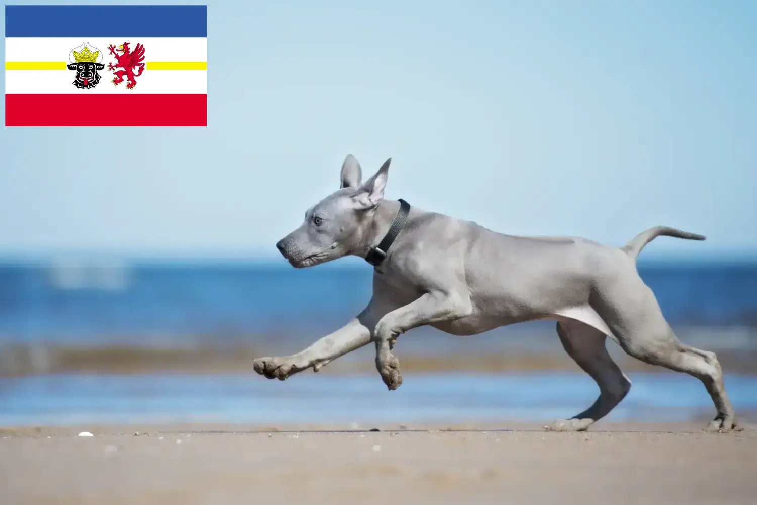 Read more about the article Thai Ridgeback tenyésztők és kiskutyák Mecklenburg-Vorpommern területén