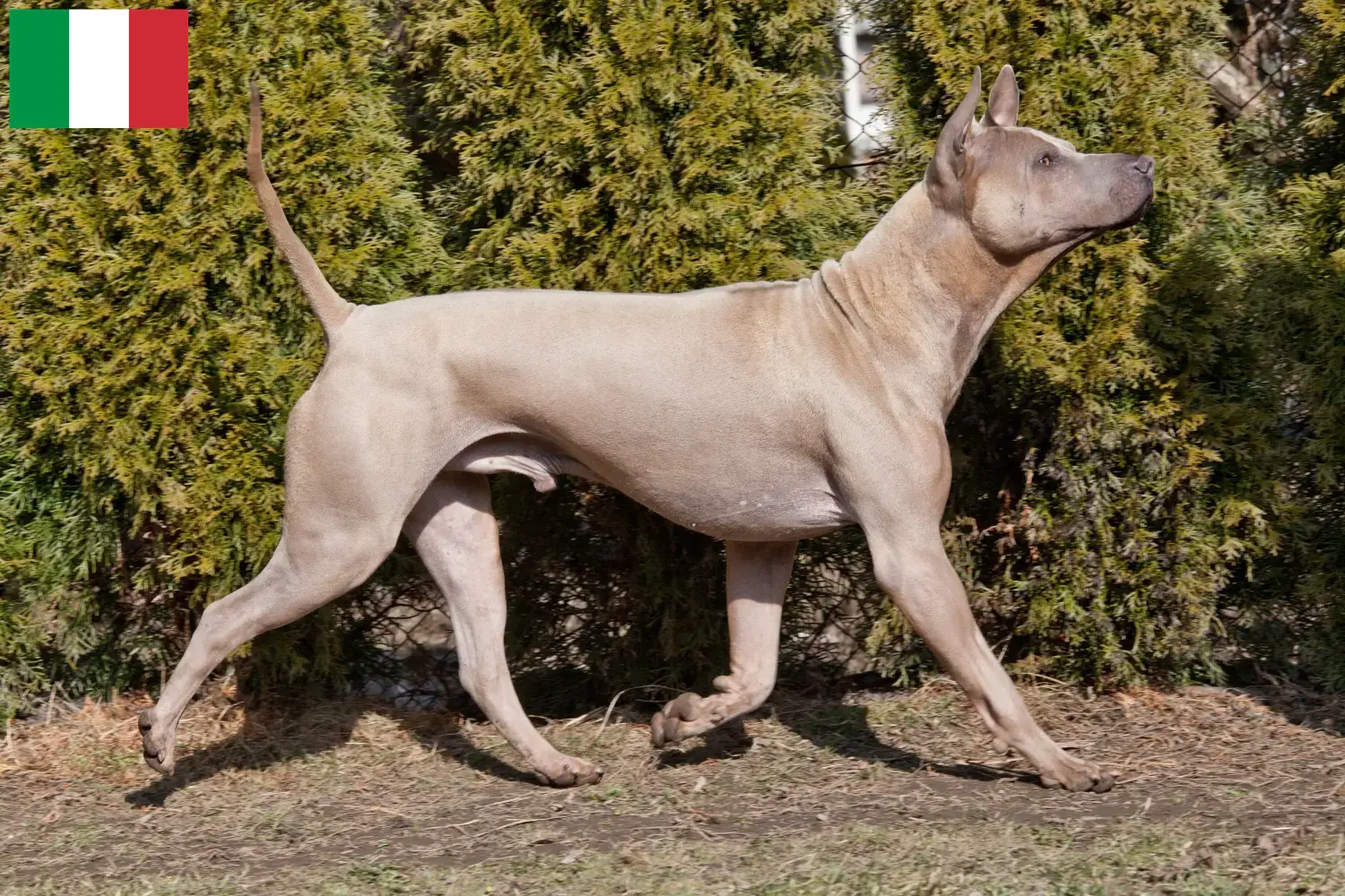 Read more about the article Thai Ridgeback tenyésztők és kölykök Olaszországban