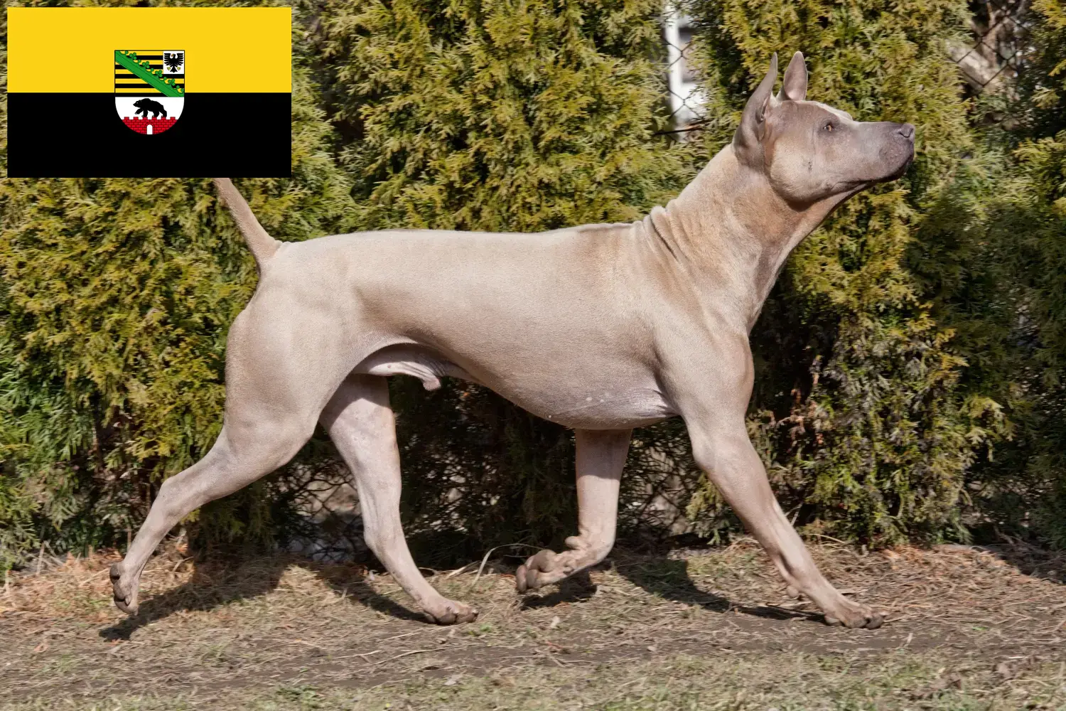 Read more about the article Thai Ridgeback tenyésztők és kölykök Szász-Anhaltban