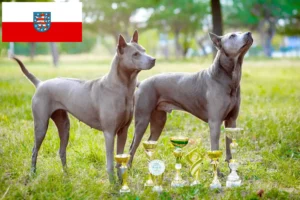 Read more about the article Thai Ridgeback tenyésztők és kölykök Türingiában