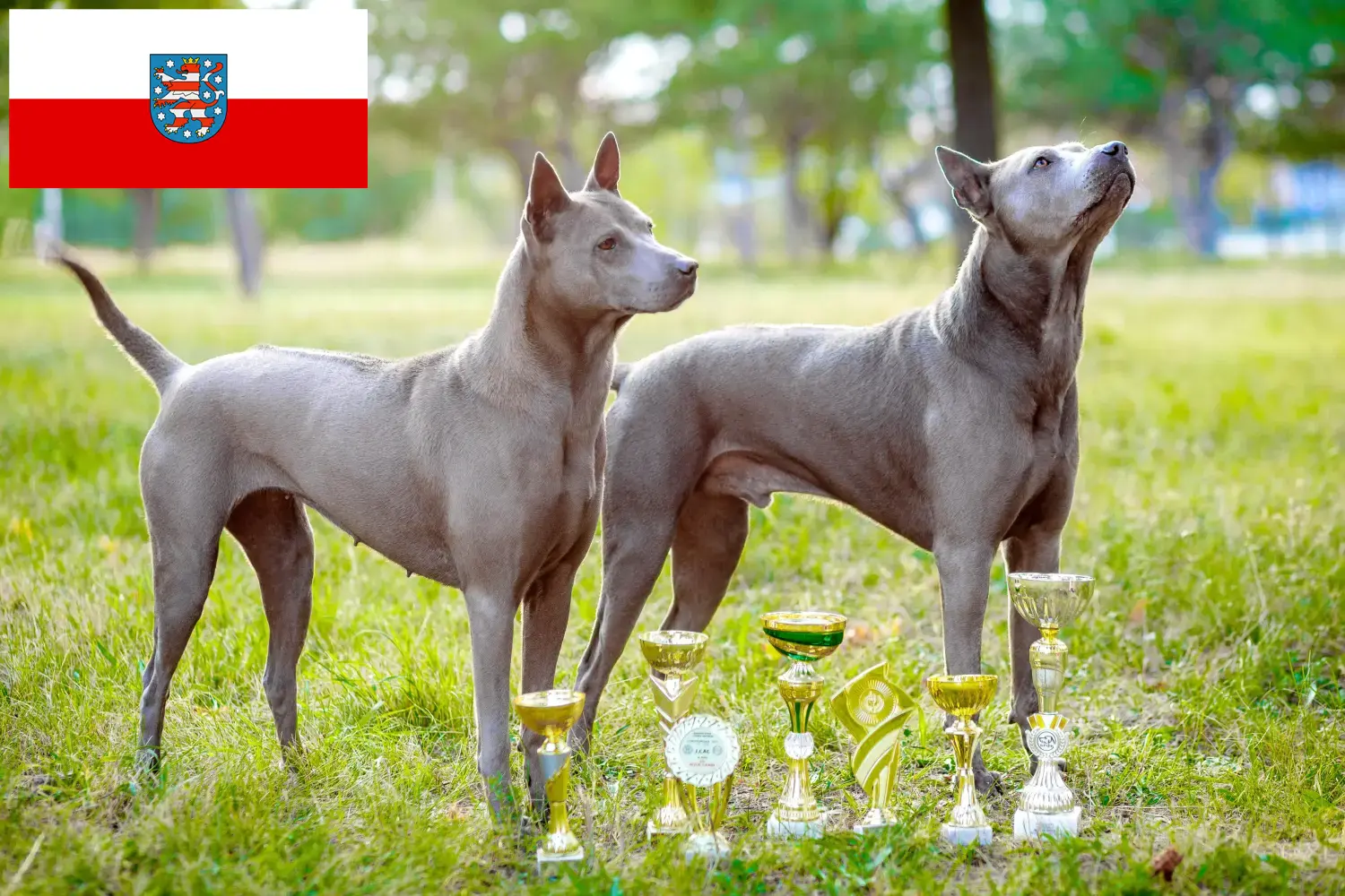 Read more about the article Thai Ridgeback tenyésztők és kölykök Türingiában