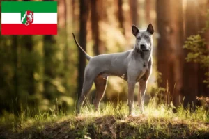 Read more about the article Thai Ridgeback tenyésztők és kölykök Észak-Rajna-Vesztfália területén