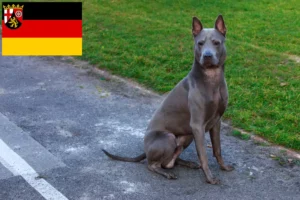 Read more about the article Thai Ridgeback tenyésztők és kölykök Rajna-vidék-Pfalzban