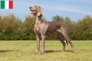 Read more about the article Weimaraner tenyésztők és kölykök Olaszországban