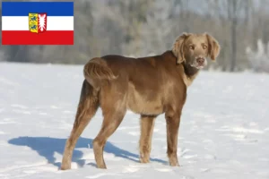 Read more about the article Weimaraner tenyésztők és kölykök Schleswig-Holstein tartományban