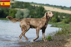 Read more about the article Weimaraner tenyésztők és kölykök Spanyolországban