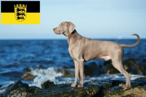 Read more about the article Weimaraner tenyésztők és kölykök Baden-Württembergben