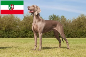 Read more about the article Weimaraner tenyésztők és kölykök Észak-Rajna-Vesztfália területén