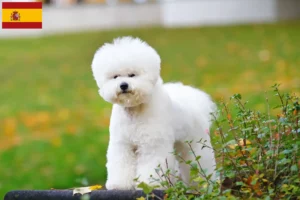 Read more about the article Bichon Frisé tenyésztők és kiskutyák Spanyolországban