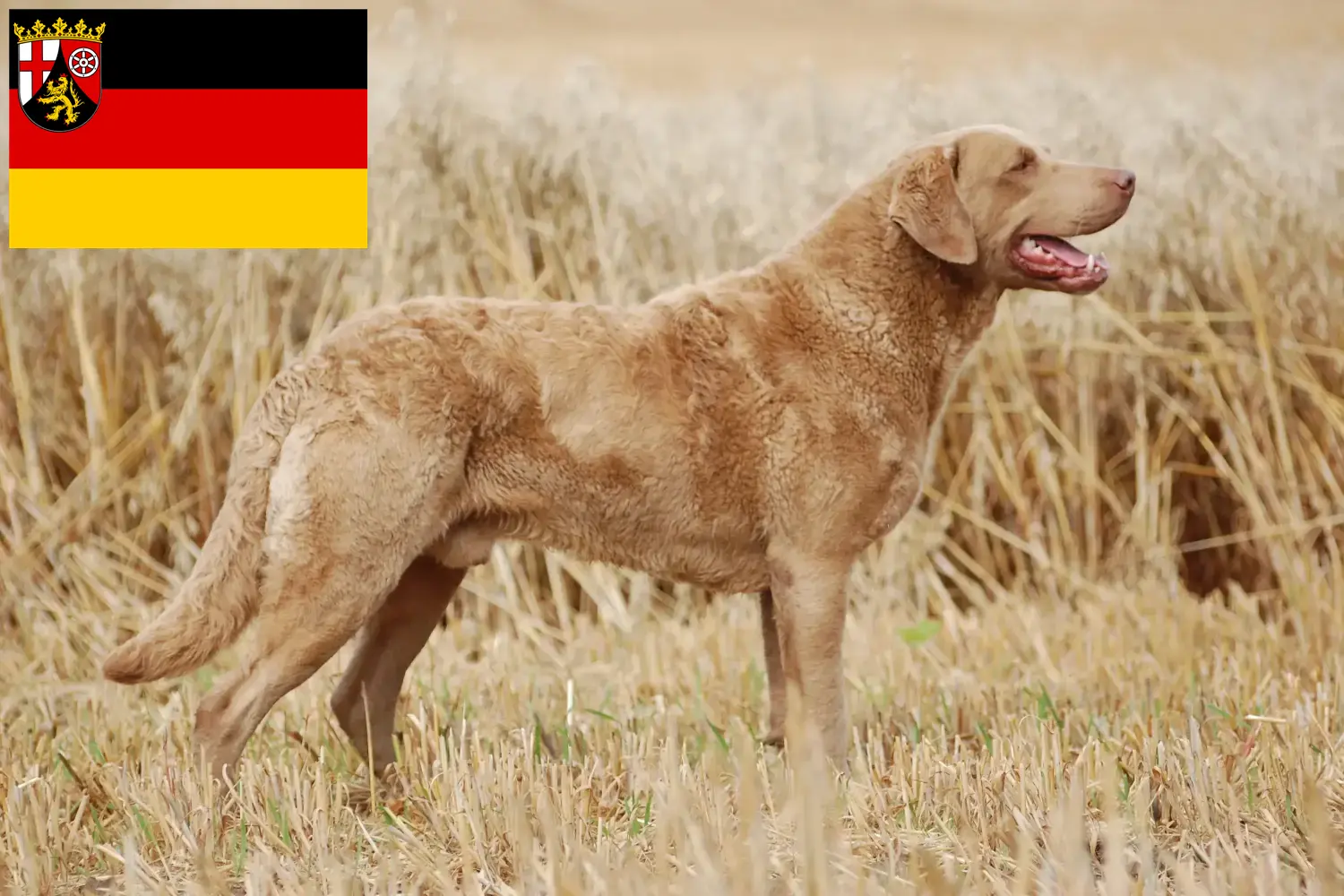 Read more about the article Chesapeake Bay Retriever tenyésztők és kiskutyák Rajna-vidék-Pfalzban