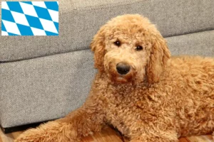 Read more about the article Goldendoodle tenyésztők és kiskutyák Bajorországban