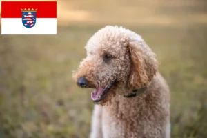 Read more about the article Goldendoodle tenyésztők és kiskutyák Hessenben