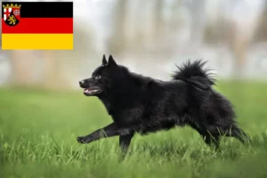 Read more about the article Schipperke tenyésztők és kölykök Rajna-vidék-Pfalzban