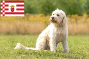 Read more about the article Labradoodle tenyésztők és kiskutyák Bréma-ban